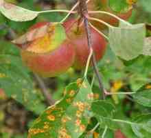 Ce se întâmplă dacă rugina a apărut pe frunzele mărului de măr?