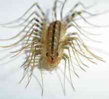 Dacă ai centipede în apartamentul tău?