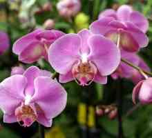 Ce să facem, atunci când apare o orhidee, cum să o îngrijești în mod corespunzător în această…