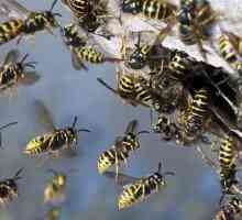 Ce să faci cu viermi de viespi. Sfaturi utile