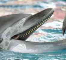 Ce mănâncă delfinii, care este tratamentul lor preferat?