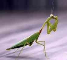 Ce mănâncă mantis într-un mediu natural?