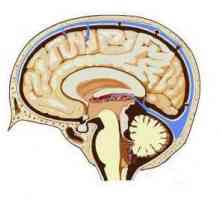 Ce sunt cisternele creierului?