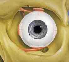 Care este ochiul? Ce funcții face ochiul din corpul uman?