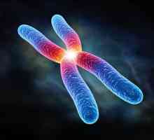 Ce este un cromozom? Un set de cromozomi. Pereche de cromozomi