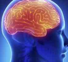 Ce este creierul: structura și funcțiile sale