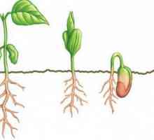 Что такое семядоли: строение и процесс развития