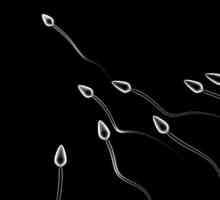 Ce este sperma și cum funcționează?