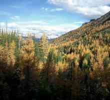 Ce este taiga? Păduri de conifere din taiga: descriere, floră și faună