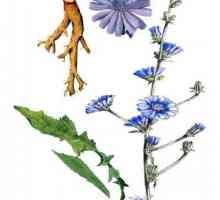 Flori de cicoare din medicina populară. Care sunt beneficiile florilor de cicoare și cum să le…