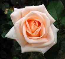 Цветок для влюбленных и романтиков - роза Осиана