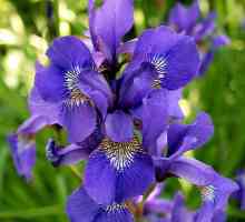 Floare de culoare violet - un element de basm