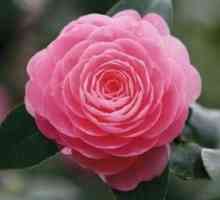 Floare de camellia: cum să ai grijă acasă