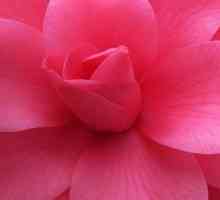 Floarea roz - cea mai buna decorare a site-ului