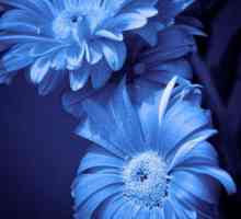 O floare cu flori albastre. Nume de flori albastre, fotografie
