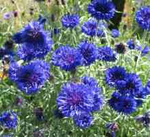 O floare cu flori albastre - un cer mic în patul dvs. de flori