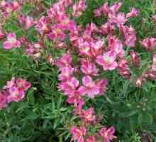Flori alstroemeria - decor pentru grădina dvs.