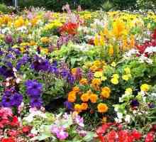 Flori de vară: cum să alegi un grădinar în devenire