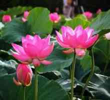 Lotus flori - simbolurile divine ale purității și vieții