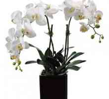 Orchid flowers white: fotografie și descriere