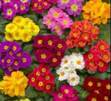 Flori de primrose: condiții de fotografie, descriere, plantare și îngrijire