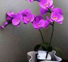 Flori cu mâinile proprii: o orhidee din hârtie ondulată