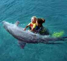 Terapia cu delfin în Anapa - tratamentul copiilor și adulților