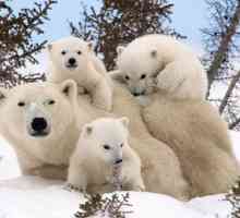 Ziua ursului polar - ce fel de sărbătoare este și cum poate fi sărbătorită?