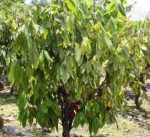 Arborele de ciocolată: fotografie și descriere. Unde crește arborele de ciocolată?