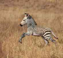Tinerii zebre. Habitat și stilul de viață