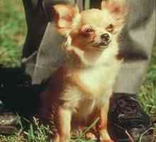 Chihuahua cu păr lung - adevăratul prieten