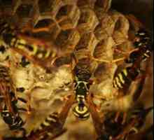 Viespi torturați acasă? Învățăm cum să curățăm cuibul de viespi!