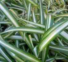 Clorofit de plante de casă: semne și superstiții