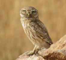 Bufnițe de casă. Owl - fotografie. Bird of Prey de noapte