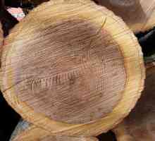 Lemn: proprietăți ale lemnului de diferite rase