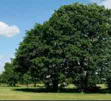 Piatra de stejar: descriere