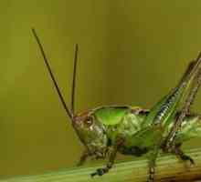 Două și mistitoare: o insectă asemănătoare unui lăcustă - încă nu este un lăcustă