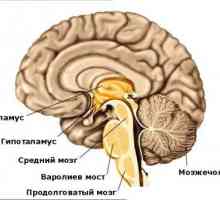 Centrul respirator este situat în partea inferioară a creierului uman