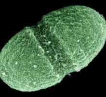 Enterococcus faecalis - ce este? Simptomele și tratamentul