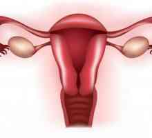 Tubul talpa faloopă la femei - ce este? Inflamația tuburilor uterine. Obstrucția tuburilor uterine