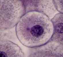 Fazele mitozei: caracteristicile lor. Semnificația diviziunii celulare mitotice