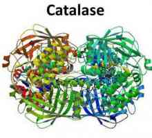 Enzima de catalază: caracteristici de bază