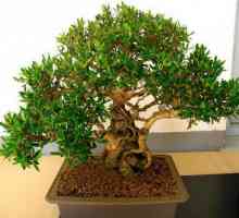 Ficus cu frunze mici: reguli de cultivare și îngrijire