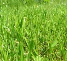 Fitoterapie: proprietăți utile de iarbă de grâu