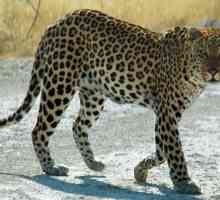 Fiziologia, comportamentul și viteza leopardului: fapte interesante din fauna sălbatică și…