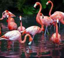 Flamingo (pasăre): o scurtă descriere, caracteristici și fapte interesante