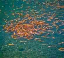 Păstrăvul (Abhazia): interesant despre o fermă de pește
