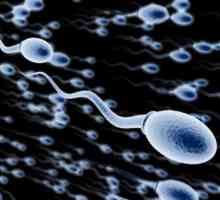 Forma, funcția și mărimea spermei