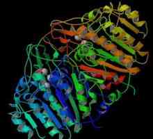 Fosfataza alcalina - o enzima importanta a corpului uman