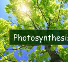 Fotosinteza - ce este? Etape de fotosinteză. Condiții de fotosinteză